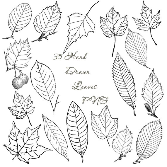 11+ Vascular Bundle In Leaf Drawing Background