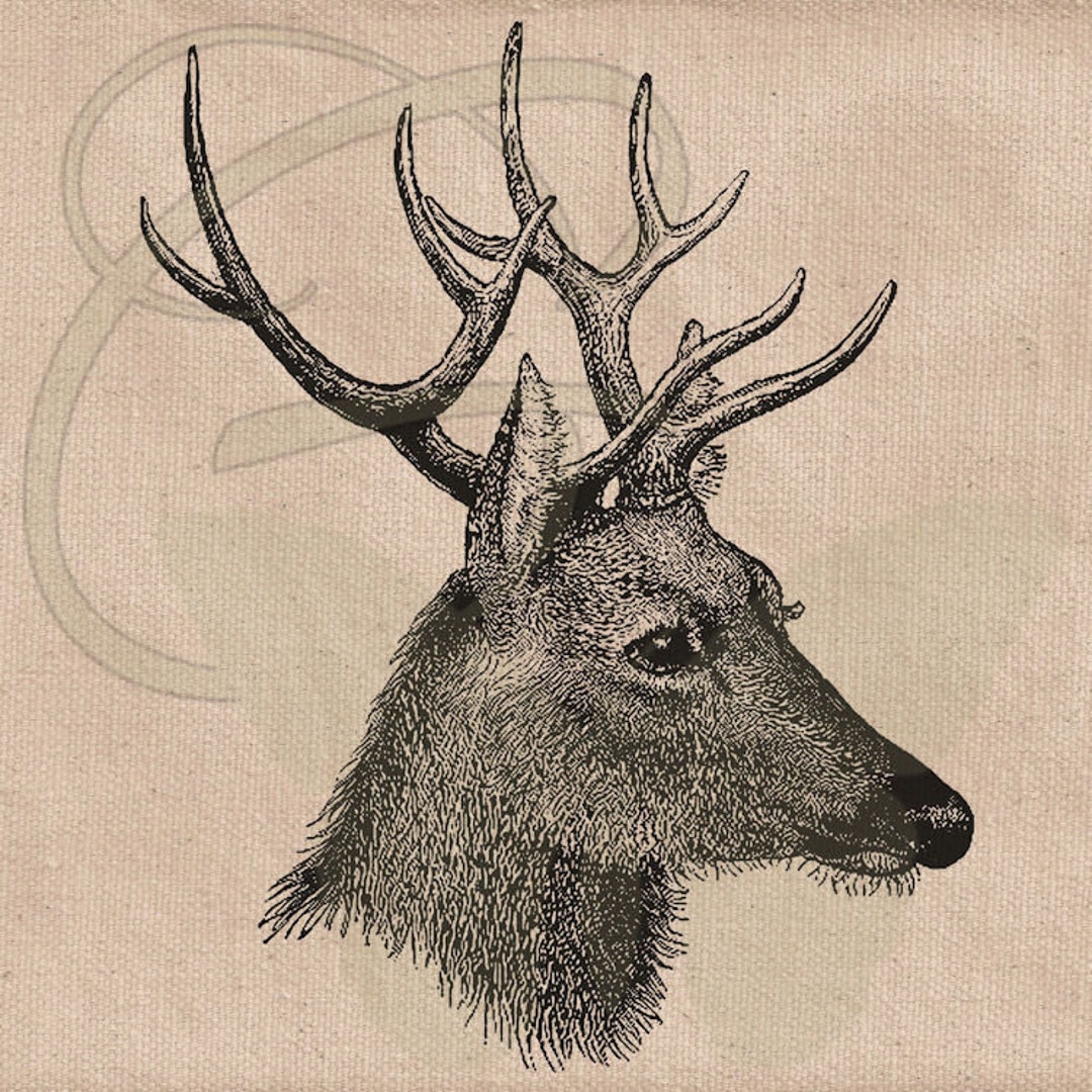 Deer Clipart Hand Drawn Digital Wild Animal Sketch Old - Etsy Deer Clipart Hand Drawn Digital Wild Animal Sketch Old - Etsy