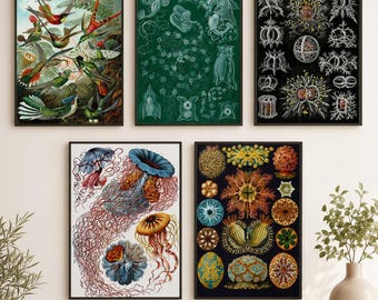 Ernst Haeckel Natural History Wall Art Set of 5, Vintage Science Prints, Hummingbird Jellyfish Marine Life Gallery Wall