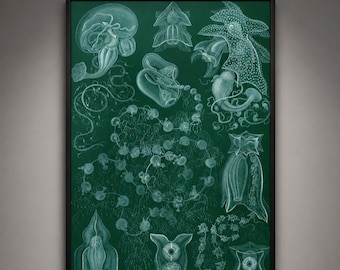 Ernst Haeckel Siphonophorae Print, Green Jellyfish Wall Art