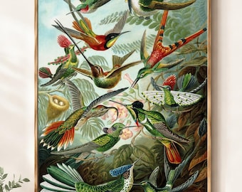 Ernst Haeckel Hummingbird Print, Tropical Bird Wall Art