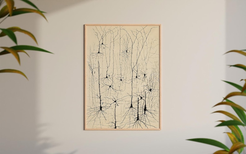 以下が含まれることがあります： ニューロンの科学イラストの額入りヴィンテージプリント。このアートワークは、脳細胞の構造を描いた黒い線で構成され、文字でラベル付けされています。プリントは薄いベージュの背景と自然な木製のフレームで、科学教室や家の装飾に適しています。
