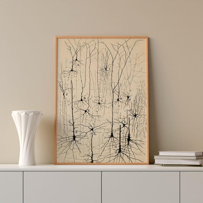 以下が含まれることがあります： ニューロンを描いた科学イラストの額入りヴィンテージプリント。このアートワークは、脳細胞の詳細な白黒の図面で、セクションにラベルが付けられています。プリントは明るい木製のフレームに入っており、背景はニュートラルなベージュ色です。
