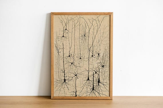 Antique Neuron Anatomy Print: Santiago Ramón Y Cajal Illustration