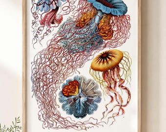 Ernst Haeckel Jellyfish Print, Marine Biology Wall Art