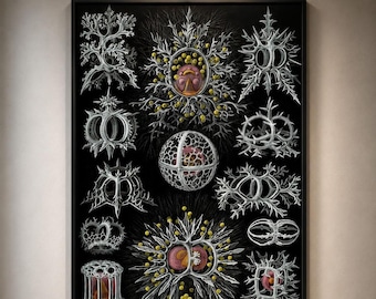 Ernst Haeckel Radiolaria Print, Black Science Wall Art
