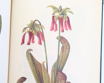 Vintage Wild Flower Book, Vintage Flower Plates Book, Gift for Gardner, Fifties Flower Book, Vintage Flower Book, Wild Flowers of America
