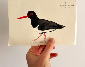 Watercolour original - Pied Oystercatcher