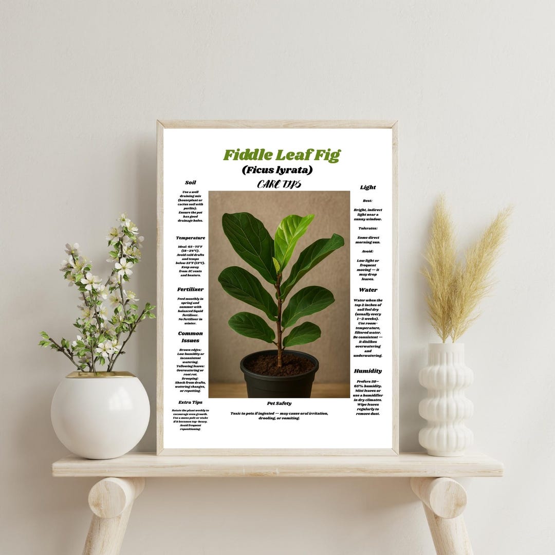 ficus benjamina plant Benjamina Ficus Tree main image 0