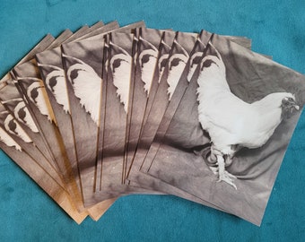 Martha by Mail Victor Schrager White Orpington Blank Notecards S/33