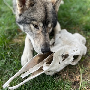 Gorgeous HUGE moose skull. Naturally shed antlers. Deadhead. Cabin decor!