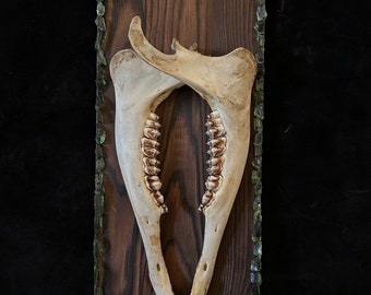 Deer Jawbone Skull Wall Hanging - One of a Kind