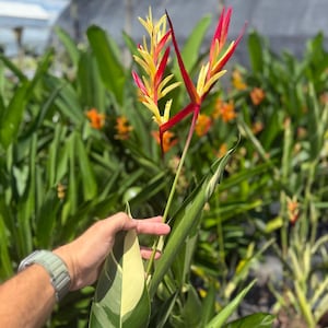 Variegated Lady Di Heliconia Rhizome - Tropical Live Plant, 2” Rhizome
