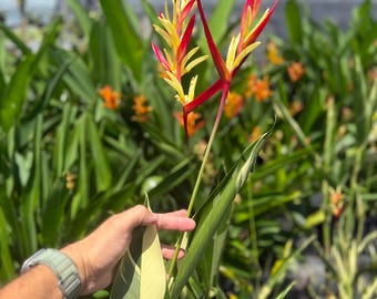 thumbnail image 2 of Heliconia Collinsiana Live Rhizome – Dwarf Tropical Houseplant, Exotic Garden Starter 2 of 6
