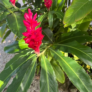 Alpinia purpurata Red Ginger Flower Live Rhizome - Vibrant Tropical Plant for Your Garden