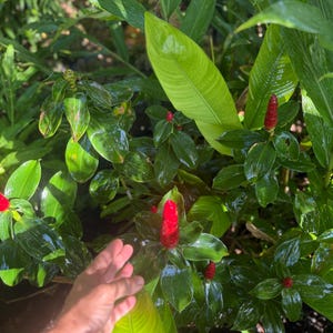 Organic Spiral Ginger Rhizomes, Costus Barbatus, Edible Tropical Plant, Hummingbird-Friendly