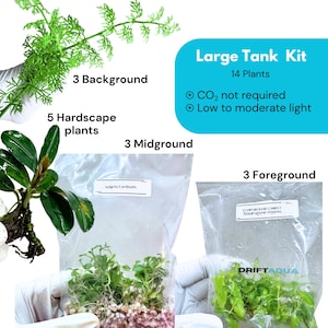 Peut inclure: Un kit de grand aquarium comprenant 14 plantes. L'ensemble contient 3 plantes d'arrière-plan, 5 plantes de décor, 3 plantes de milieu et 3 plantes de tapis de premier plan Staurogyne repens. Le texte indique CO2 non requis et lumière faible à modérée.
