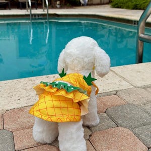 May include: A small white dog wearing a yellow pineapple-themed dress with green accents. The dog is standing on a brick patio near a swimming pool. The dress has a ruffled skirt and green leaf details.