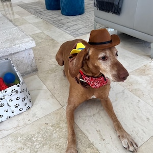 Western Dog Outfit - Cute Cowboy Costume,  dog costume, cowboy dog costume, pat costume, dog outfit, western pad attire, Dog costume set