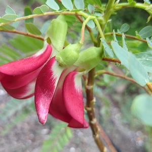 Hummingbird Tree Seeds (Sesbania grandiflora) - Red Flowers Attract Hummingbirds, Bees & Butterflies - Fast Growing - Edible - USA Seller