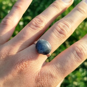May include: A ring featuring a small, dark blue, ribbed seashell as the centerpiece. The shell has a distinct fan-like shape with fine, radiating ridges across its surface. The ring band is thin and metallic, supporting the shell securely.