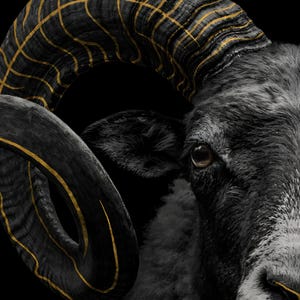 Close-up detail of Ram Wall Art II art print
