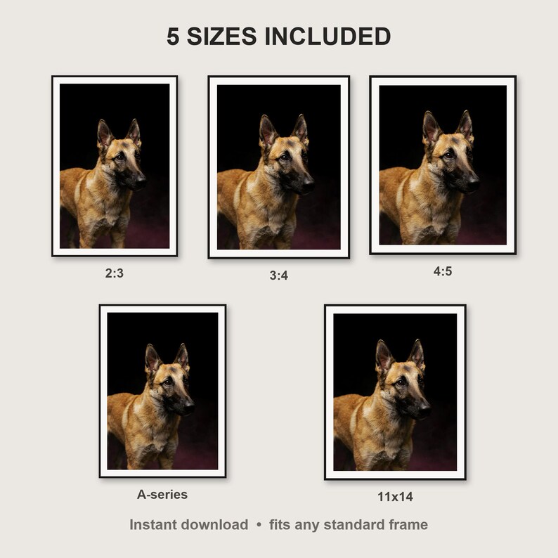 Belgian Malinois Wall Art II print size chart - 5 ratios included: 2:3, 3:4, 4:5, 11x14, ISO A