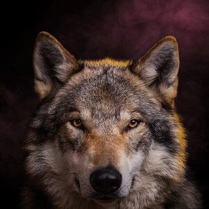Wolfsmotiv | Dunkler Tier-Dekor mit Messingrand (Digitaler Download) Bild 4