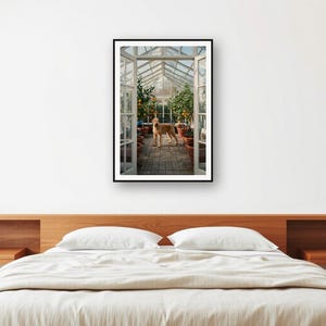 Rhodesian Ridgeback Orangery Print | Vintage Dog Photography (Digital Download) image 2