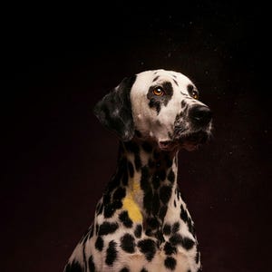 Estampado de dálmata / Decoración de perro con luz de latón / Arte editorial de lujo oscuro (descarga digital) imagen 4