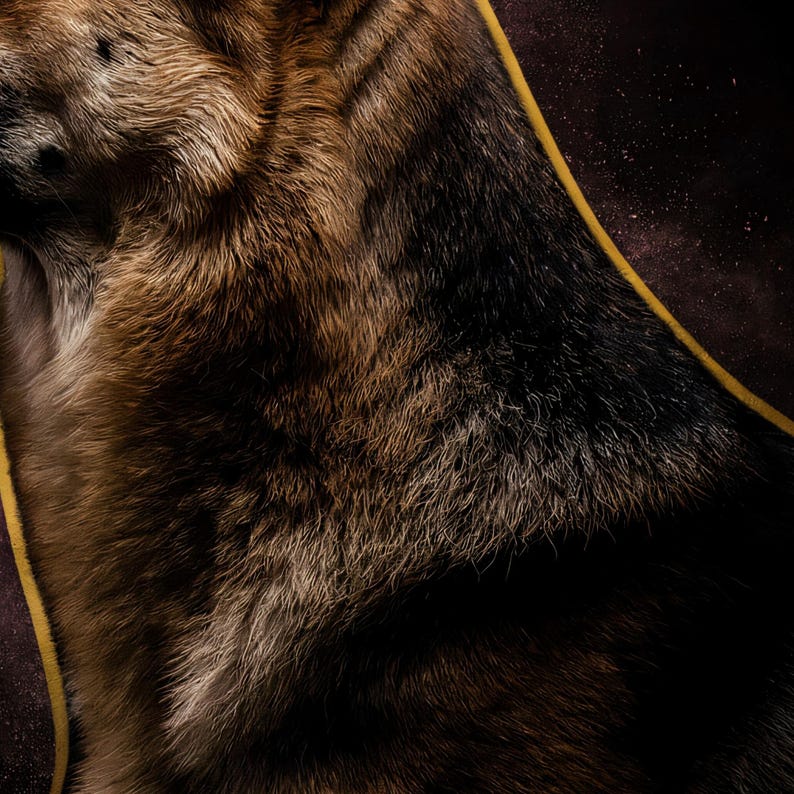 Close-up detail of German Shepherd Wall Art art print