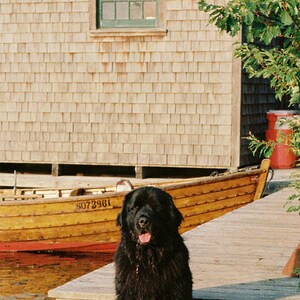 Quadro decorativo com casinha de barco para cães Terra Nova | Arte de parede vintage para casa de lago (Download digital) imagem 4