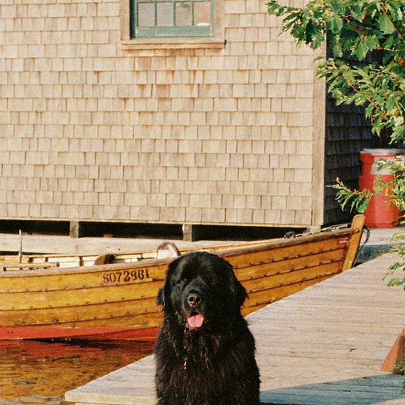 Quadro decorativo com casinha de barco para cães Terra Nova | Arte de parede vintage para casa de lago (Download digital) imagem 4