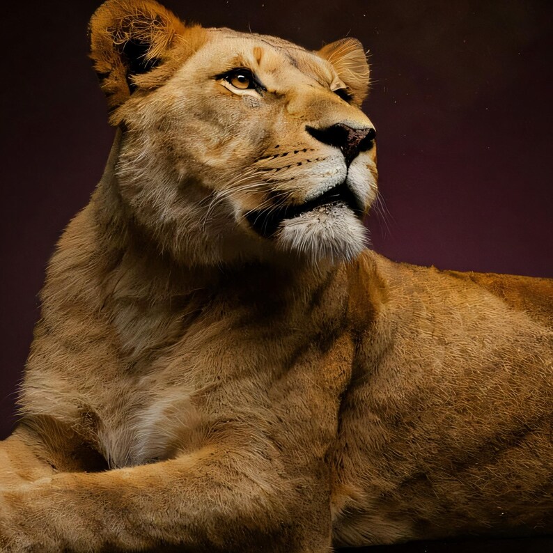 Close-up detail of Lioness Wall Art II art print