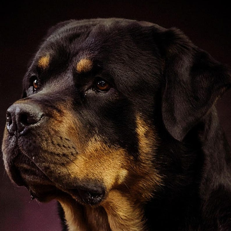 Lámina decorativa de Rottweiler con marco de latón y luz (descarga digital) imagen 4