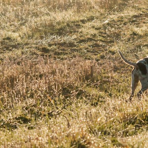 Close-up detail of English Pointer Wall Art art print