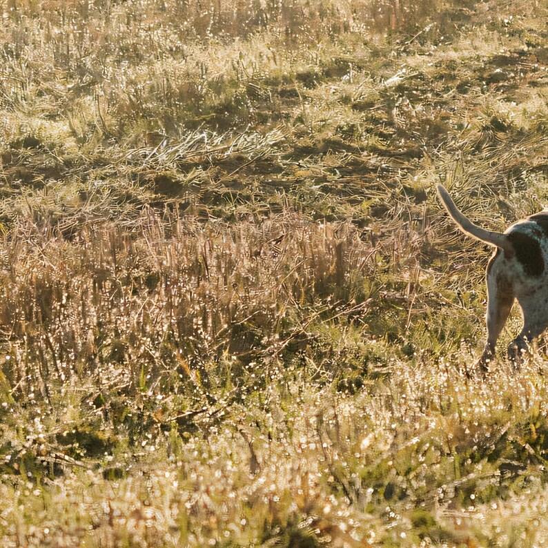 Close-up detail of English Pointer Wall Art art print