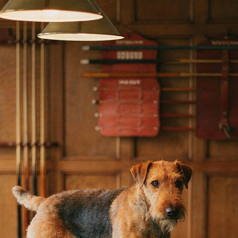 Drahthaar-Foxterrier im Billardzimmer-Print | Old Money Hundefotografie (Digitaler Download) Bild 4