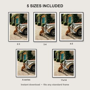 Vizsla Wall Art print size chart - 5 ratios included: 2:3, 3:4, 4:5, 11x14, ISO A