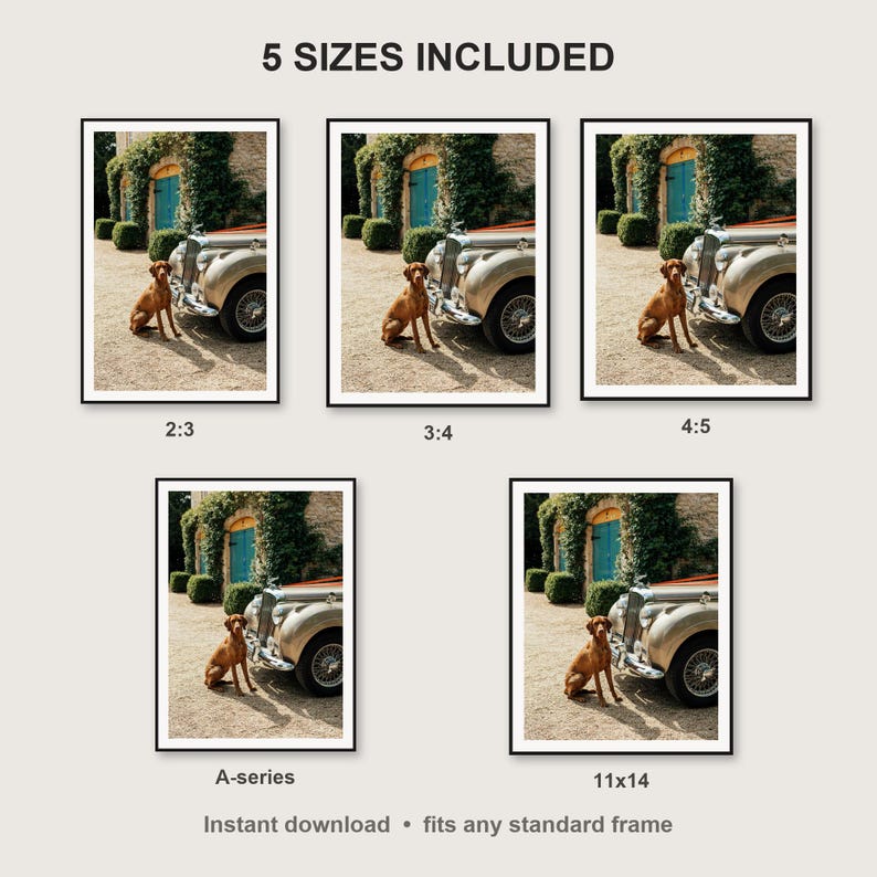 Vizsla Wall Art print size chart - 5 ratios included: 2:3, 3:4, 4:5, 11x14, ISO A