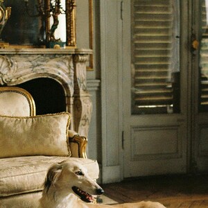 Photo de chien Saluki | Photographie vintage, décoration intérieure élégante (Téléchargement numérique) image 4