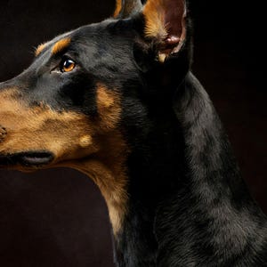 Close-up detail of Doberman Wall Art art print
