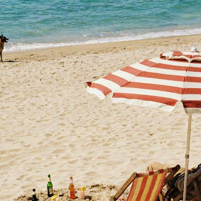 Belgian Malinois Beach Print | Vintage Seaside Dog Photo (Digital Download) image 4
