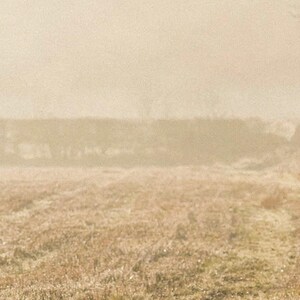 Fotografía vintage de un pointer inglés en un campo brumoso (descarga digital) imagen 4