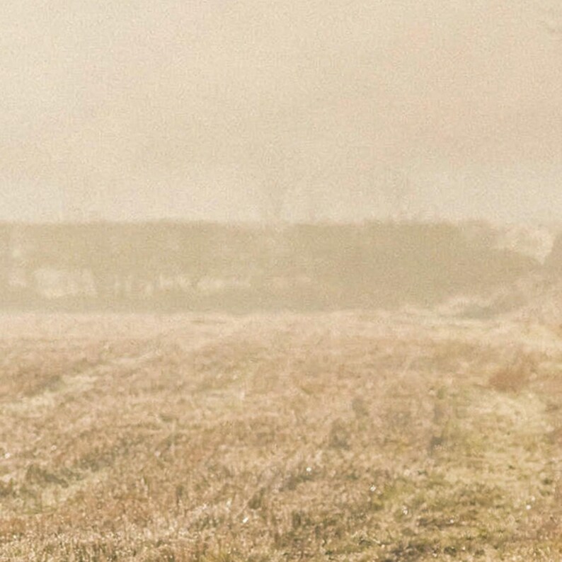 Fotografía vintage de un pointer inglés en un campo brumoso (descarga digital) imagen 4
