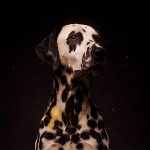 Dalmatiner-Print | Messingrandleuchte, schwarz-goldene Hunde-Deko (Digitaler Download) Bild 4