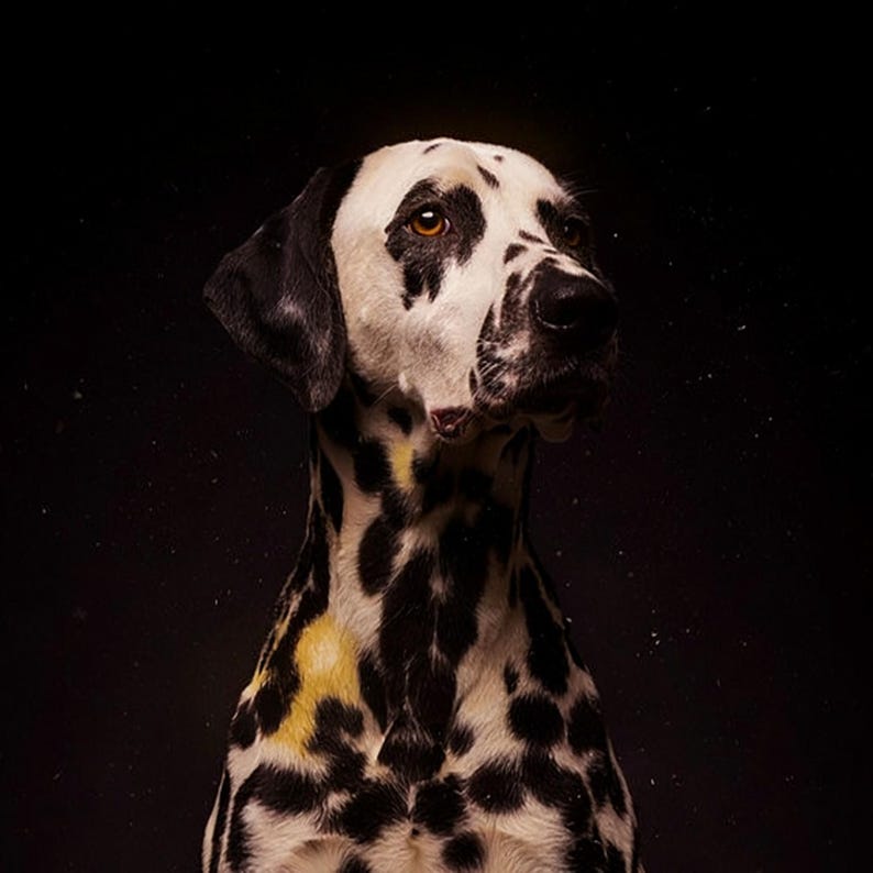 Dalmatiner-Print | Messingrandleuchte, schwarz-goldene Hunde-Deko (Digitaler Download) Bild 4