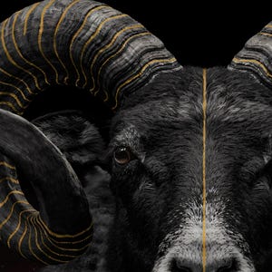 Close-up detail of Ram Wall Art art print