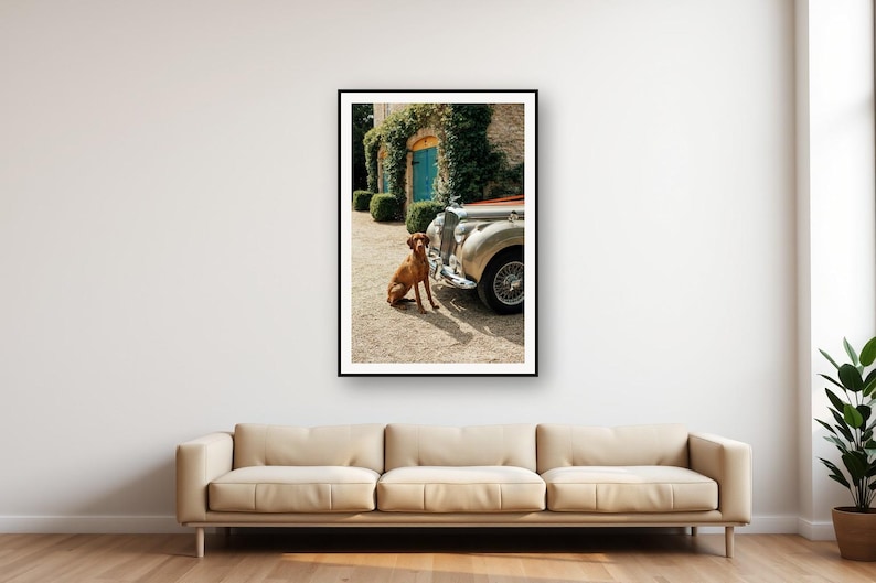 Vizsla-Hund-Bentley-Druck | Oldtimer-Fotografie (Digitaler Download) Bild 1