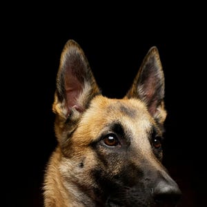 Lámina de pastor belga malinois / Arte canino con borde de latón / Decoración de lujo oscura (Descarga digital) imagen 4